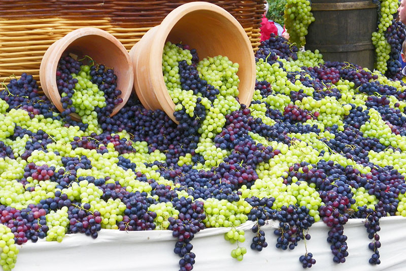 Harvest-Festival