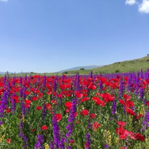 "Մայիսյան տոները Հայաստանում" տուր <p class="custom">08.05.2025-11.05.2025</p>