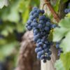 grapes, grapevines, vineyard, fruit, organic, to produce, harvest, viticulture, wine growing, rebstock, cultivation, agriculture, nature, ecologically, landscape, vine, red wine, vineyard, vineyard, vineyard, vineyard, vineyard, fruit, vine, vine, red wine, red wine