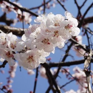 apricot blossom, flower wallpaper, tree, flower background, nature, flower, beautiful flowers, spring flowers, plant, apricot