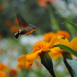 Hummingbird hawk-moth feeding on vibrant marigold flower, showcasing nature's beauty in Yerevan.