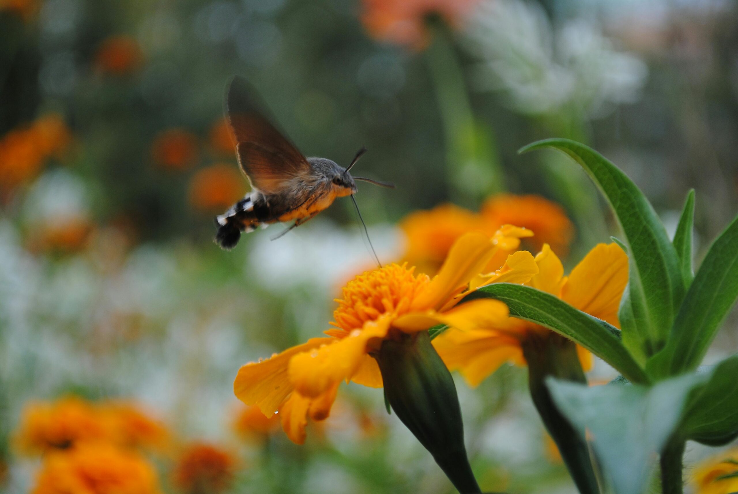 Hummingbird hawk-moth feeding on vibrant marigold flower, showcasing nature's beauty in Yerevan.